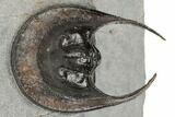 Harpes (Scotoharpes) Trilobite - Top Quality #189982-2